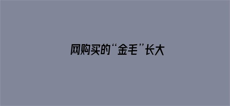 网购买的“金毛”长大之后